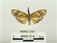 史氏狹翅螢斑蛾藏品圖，第2張