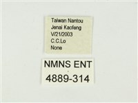 史氏狹翅螢斑蛾藏品圖，第3張