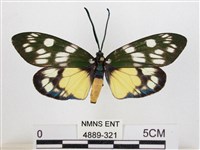 蓬萊茶斑蛾藏品圖，第1張