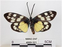 蓬萊茶斑蛾藏品圖，第2張