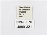 蓬萊茶斑蛾藏品圖，第3張