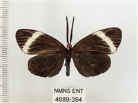 茶帶螢斑蛾藏品圖，第1張