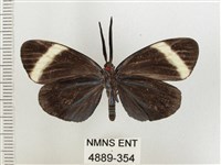 茶帶螢斑蛾藏品圖，第2張