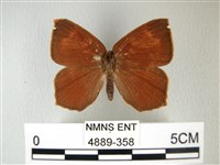 隱錨紋蛾藏品圖，第1張