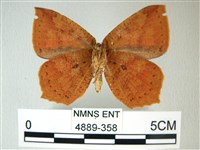 隱錨紋蛾藏品圖，第2張