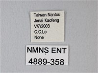 隱錨紋蛾藏品圖，第3張