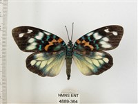 山龍眼螢斑蛾、雙星螢班蛾藏品圖，第1張