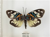 山龍眼螢斑蛾、雙星螢班蛾藏品圖，第2張