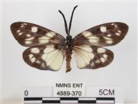 蓬萊茶斑蛾藏品圖，第2張