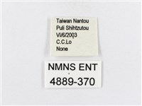 蓬萊茶斑蛾藏品圖，第3張