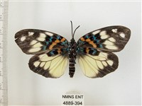 山龍眼螢斑蛾、雙星螢班蛾藏品圖，第2張