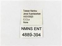 山龍眼螢斑蛾、雙星螢班蛾藏品圖，第3張