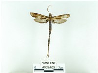 長腳大織蛾藏品圖，第1張