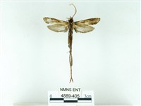 長腳大織蛾藏品圖，第2張