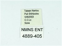 長腳大織蛾藏品圖，第3張