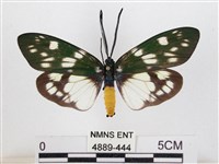 蓬萊茶斑蛾藏品圖，第1張