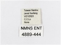 蓬萊茶斑蛾藏品圖，第3張