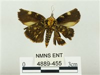 燄駝蛾藏品圖，第2張