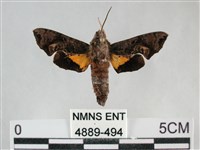 三角凹緣天蛾藏品圖，第1張