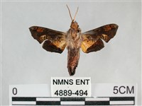 三角凹緣天蛾藏品圖，第2張