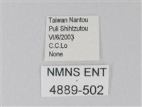 日本紫灰蝶藏品圖，第3張