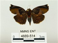 燄駝蛾藏品圖，第1張