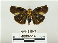 燄駝蛾藏品圖，第2張