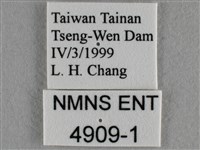 蘇鐵綺灰蝶藏品圖，第3張