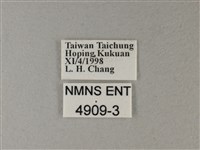 雙色帶蛺蝶藏品圖，第3張