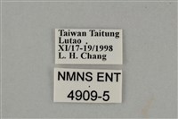 藍灰蝶沖繩亞種藏品圖，第3張
