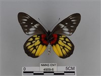 豔粉蝶藏品圖，第2張