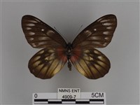 豔粉蝶藏品圖，第1張