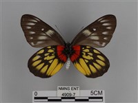 豔粉蝶藏品圖，第2張