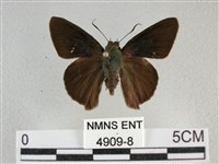 圓翅絨弄蝶藏品圖，第1張