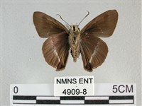 圓翅絨弄蝶藏品圖，第2張