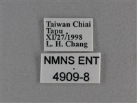 圓翅絨弄蝶藏品圖，第3張