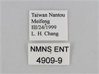 紫帶眉眼蝶藏品圖，第3張