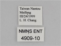 紫帶眉眼蝶藏品圖，第3張