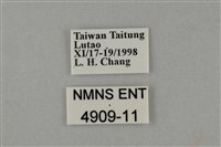 藍灰蝶沖繩亞種藏品圖，第3張