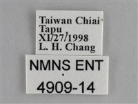 纖粉蝶、黑點粉蝶藏品圖，第3張