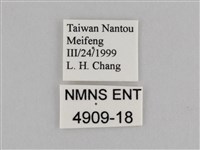 紫帶眉眼蝶藏品圖，第3張