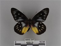 豔粉蝶藏品圖，第1張