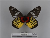 豔粉蝶藏品圖，第2張