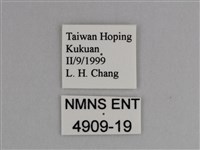 豔粉蝶藏品圖，第3張