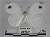 纖粉蝶、黑點粉蝶藏品圖，第1張