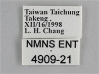 纖粉蝶、黑點粉蝶藏品圖，第3張