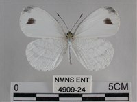 纖粉蝶藏品圖，第1張