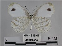 纖粉蝶藏品圖，第2張