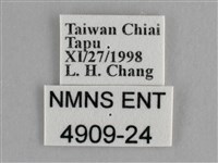 纖粉蝶藏品圖，第3張