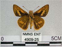 寬邊橙斑弄蝶藏品圖，第2張